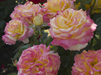 Roses  - 575 Madison Way, Palo Alto 94303
