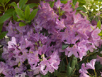 Rhododendron  - 3263 Murray Way, Palo Alto 94306