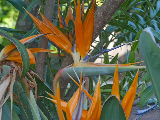 Bird Of Paradise  picture - 4191 Briarwood Way, Palo Alto 94306