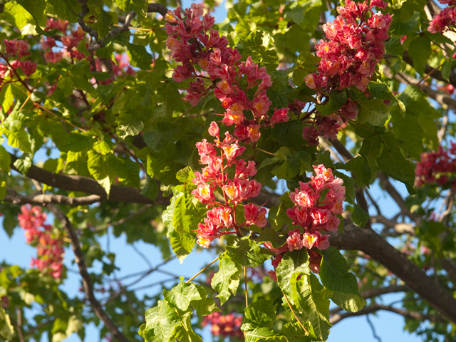 Flowering Tree  picture - 4191 Briarwood Way, Palo Alto 94306