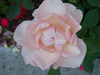 Pink Rose 