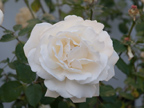 White Rose 
