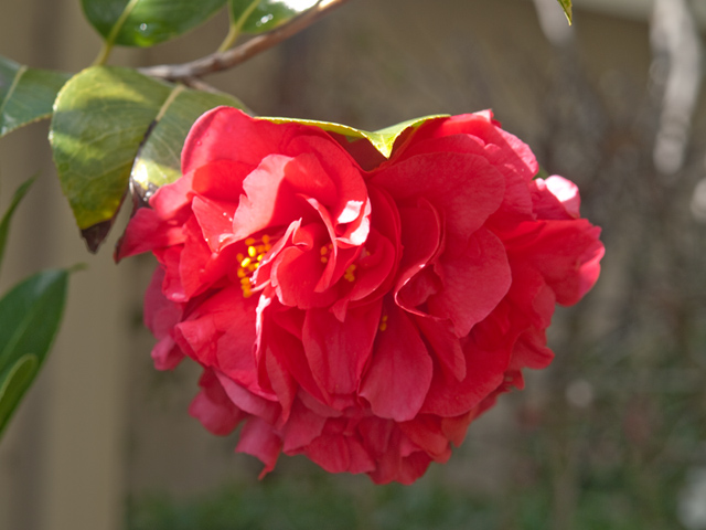 Camelia  picture - 3059 Louis Rd, Palo Alto 94303