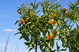 Backyard Orange  - 39 Shorebreeze Ct, East Palo Alto 94303