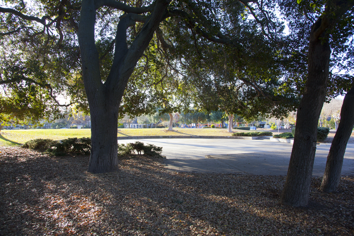 Skate Rink - Pardee Park, Palo Alto, CA